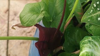 flor da folhagem TYPHONIUM BLUMEI uma linda surpresa no meio dos caladium ❤️ [upl. by Hanus]