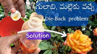 గులాబి మల్లె మొక్కలను Die back problem నుండి కాపాడాలంటే ఇలా చెయ్యండి [upl. by Egnalos692]