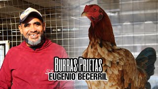 Burras Prietas  Eugenio Becerril [upl. by Kloster840]