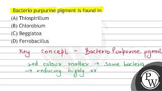 Bacterio purpurine pigment is found in A Thiospirillum B Chlorobium C Beggiatoa D Ferrob [upl. by Armbrecht]