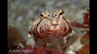 Whitestreak Grubfish  Parapercis stricticeps [upl. by Nawrocki]