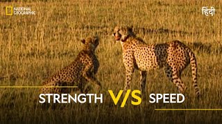 Strength VS Speed  Animal Fight Club  हिन्दी  Full Episode  S1  E8  National Geographic [upl. by Dichy]