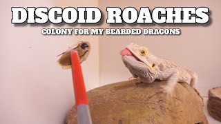 My Discoid Roach Colony For My Feeding My Bearded Dragons [upl. by Corder]