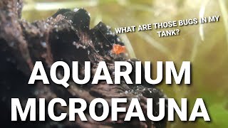 What Are Those Little Bugs And Worms In Your Aquarium  Common Aquarium Micro Fauna [upl. by Cassady]