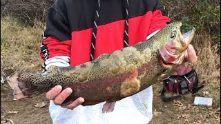 Coopers Rock Lake Fall Trout Stocking GIANT RAINBOW [upl. by Hanson]