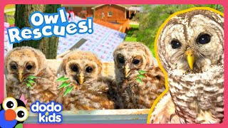 Baby Owls Fall From Tree And A Big Owl Has An Injured Wing Help  Rescued  Dodo Kids [upl. by Meluhs127]