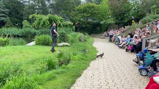 Moet Je Zien Vogels Stelen de Show  🦅🦉🕊2024 Vogelshow Part 1 [upl. by Maze]