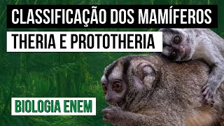 CLASSIFICAÇÃO DOS MAMÍFEROS Theria e Prototheria  Biologia para o Enem  Cláudia de Souza Aguiar [upl. by Ydda936]