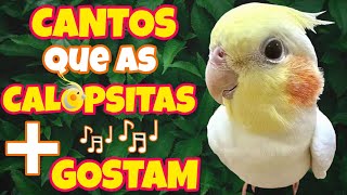 Os 4 CANTOS que as CALOPSITAS Mais gostam e aprendem Top 4 CANTOS que Elas Adoram 🎶🦜 [upl. by Geraldine]