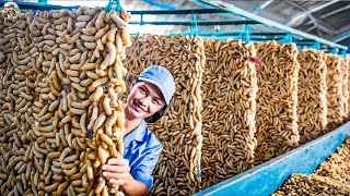 Largest SilkWorm Farm  How Billions of SilkWorm for silk  Silk Cocoon Harvest Processing Factory [upl. by Lael258]