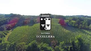 Gorilla Video  Fattoria Uccelliera [upl. by Adnarem]