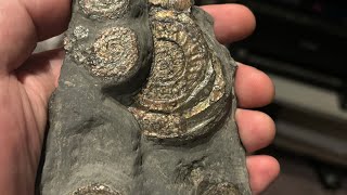 psiloceras planorbis and caloceras johnstoni fredsprep fossilpreparation fossilprep [upl. by Jackqueline]