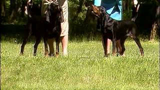 Black and Tan Coonhound  AKC Dog Breed Series [upl. by Esilehc192]