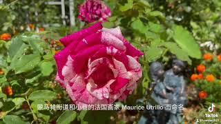 Maurice Utrillo Rose 品種介紹（40）莫里斯·郁特里罗 [upl. by Wauters]