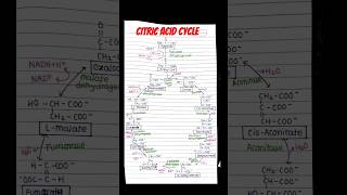 citric acid cycle pathway medicalstudent biochemistry bpharmcy science chemistry pathway [upl. by Ahsocin955]