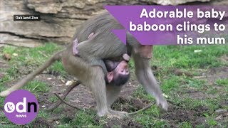 Adorable baby baboon clings to his mum [upl. by Tryck336]