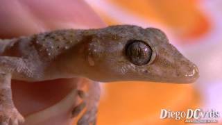 Hemidactylus mabouia Gecko Geckkonidae Lagartixa [upl. by Melas]