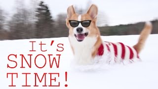 CORGI SNOWPLOW  Topi the Corgi [upl. by Yekcir]