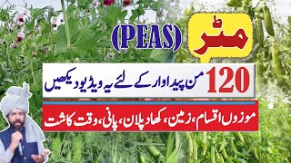 Fertilizer plan and sowing time of peas in Punjab mumtazdhakoo farming agriculture peas [upl. by Phio575]