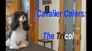 Cavalier Colors The Tricolor [upl. by Alomeda]