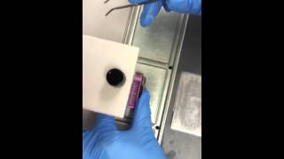 Histology  embedding [upl. by Lovash]