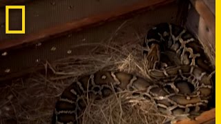 Pet Python Attack  National Geographic [upl. by Sparke]