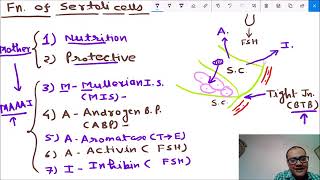 Functions of Sertoli cells [upl. by Gracie]