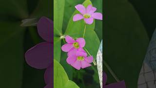 Oxalis Latifolia Oxalis flowers beautifulnepal shortsfee shorts short subscribe viralshort [upl. by Saimerej]