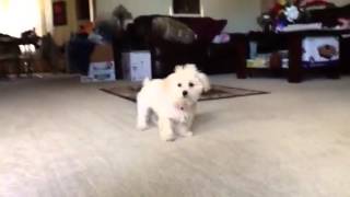 Maltipoo barking [upl. by Zoarah]