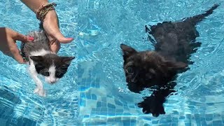 24 horas en la piscina con mis gatitos bebés Luna y Estrella  Funny cats [upl. by Pompea151]