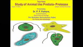 Study the Animal like Protists Protozoa FYBSc Animal Diversity [upl. by Georgianne199]