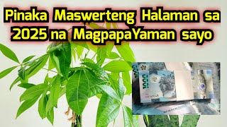 Pinaka Maswerteng Halaman sa 2025 na MagpapaYaman sayo ng hustó [upl. by Matta]