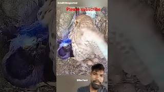 Lalchi cover Ki Maut pigeon birds falcon [upl. by Todd]