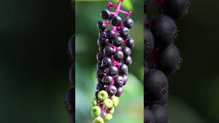 What is Pokeweed [upl. by Metzger]