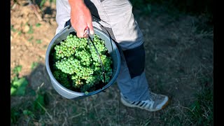 Hitzesommer senkt Weinerntemenge RebensaftQualität aber hoch [upl. by Cleve]