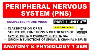 Peripheral Nervous System complete  Sympathetic Parasympathetic  Spinal and Cranial Nerves  Ch1 [upl. by Erle]