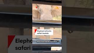 Elephant attacks safari tourists [upl. by Ennirac]