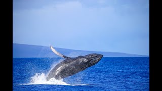 Whale watching in Maui Jan 2020 [upl. by Susi]