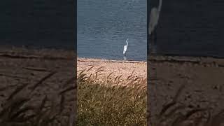 I Spent A Day Birdwatching In The Park birds birdwatching [upl. by Nauqal]