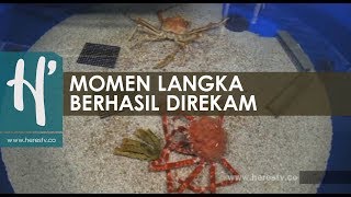 Cara Kepiting Berganti Cangkang [upl. by Tomchay]