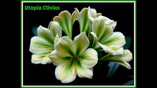 Clivias in flower at Utopia Clivias [upl. by Damalas]