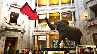 Smithsonian National Museum of Natural History Washington DC Full Tour 2024 [upl. by Adil517]