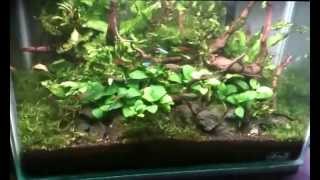 Aquascape Makassar Go Green My Bedroom [upl. by Elime431]