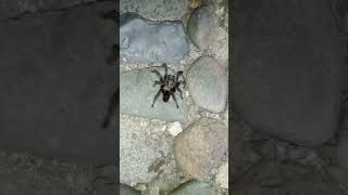 Tarántula negra naturaleza shorts video [upl. by Lebasiairam]