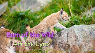 Echoes of the Forest The Untold Story of the Lynx [upl. by Birkner679]