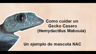 Como cuidar un Gecko Casero Hemydactilus Mabouia [upl. by Aiyn]