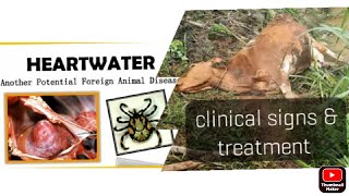 Heart water  Cowdriosis disease in cattle clinical signs Diagnose treatment amp prevention [upl. by Enneibaf86]