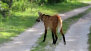 Wild Maned Wolf checking out her territory [upl. by Lennahs461]