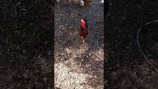 Why Do Roosters Tidbit And What Does Tidbitting Mean [upl. by Marice777]