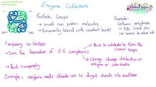 Enzyme Cofactors  Revision for Biology ALevel [upl. by Aynotan]